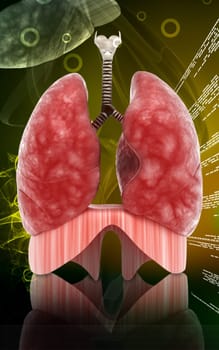 Digital illustration of human lungs in colour background