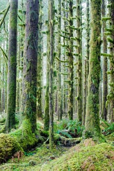 Trees growing in a tight pattern in a dense moss covered forest