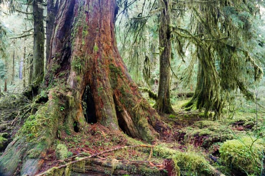 A walk through the rainforest reveals much beauty on the forest floor