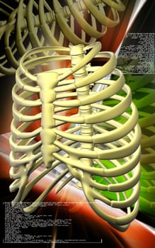 Digital illustration of rib cage in colour background
