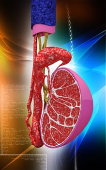 Digital illustration of kidney in colour background