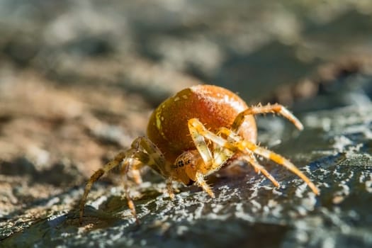 yellow cross spider