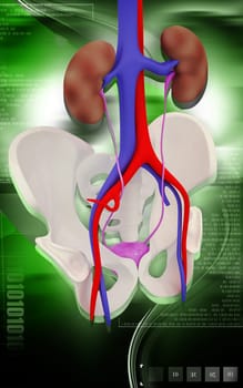 Digital illustration of Kidney and Pelvic girdle in colour background