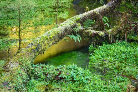 Lush green landscape in marsh area of the Hoh Rainforest