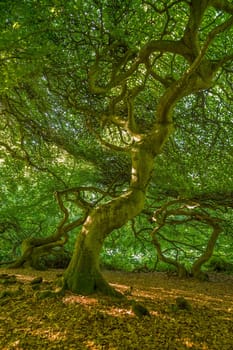Witches' Forest