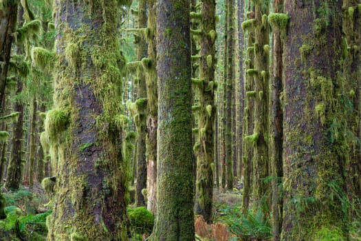 Trees growing in a tight pattern in a dense moss covered forest