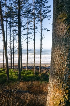 Enjoy some shade and higher ground in the trees above the Pacific Ocean