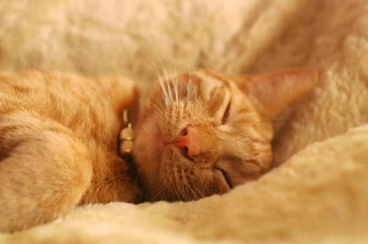 cute ginger kitten sleeping in a cozy bed