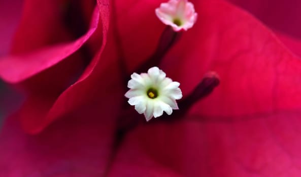 Inner workings of the flower