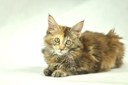 portrait of beautiful young 4 month old maine coon cat
