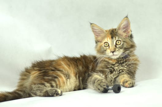 portrait of beautiful young 4 month old maine coon cat