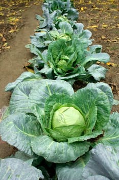 cabbage in line in the field