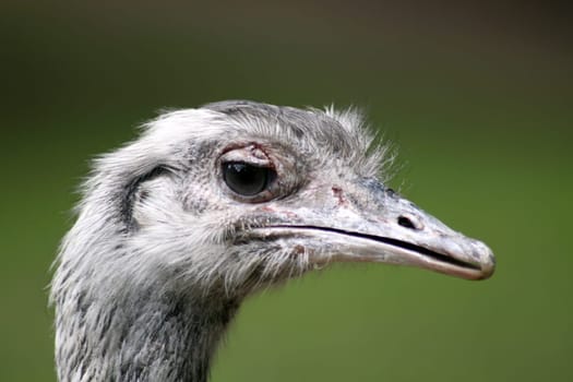 Portrait of a Nandu
