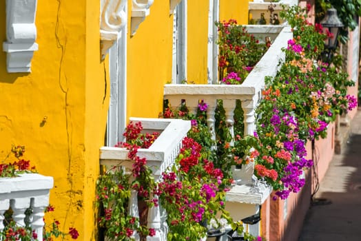 Yellow and white balconies covered in vibrant bougainvillea flowers in Cartagena, Colombia