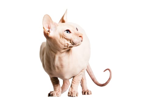 Don Sphinx (DONSPHINX) cat. Isolated on white background.