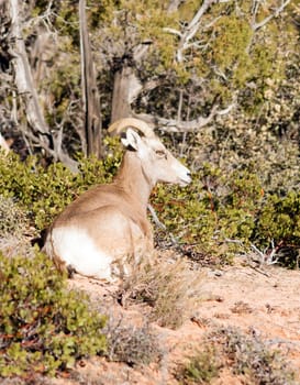 A mountain goat lays down for a short rest while herd forages for food around him