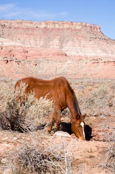 Vertical Composition Scenic Desert Southwest Landscape Animal Livestock Horse Grazing. Look closely you will see straw on this horses back from rolling on the ground just moments before this image was taken.