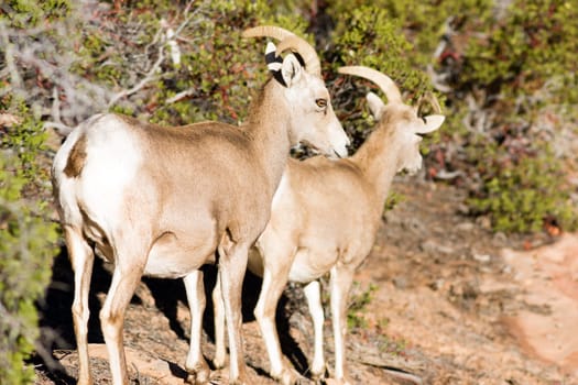 A mountain goat pairforages for food around the mountainside