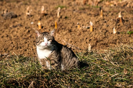 Countryside village cat in autumn farm level