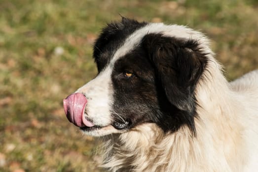 Head of young black and white shepherd dog
