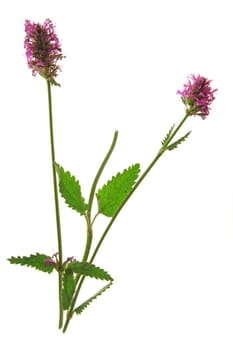 Medicinal Ziest (Stachys officinalis)