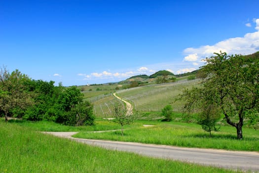 Vineyards at the Kaiserstuhl,Baden-Württemberg,Germany in spring