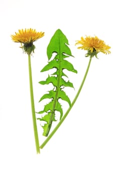 Leaf and two flowers of dandelion (Taraxacum officinale) exposed against a white background