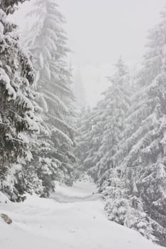 Snow covered winter road