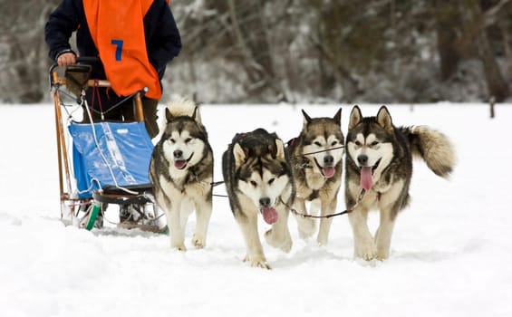 Sled dog race alaskan malamute