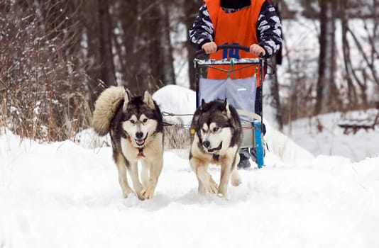 Sled dog race alaskan malamute
