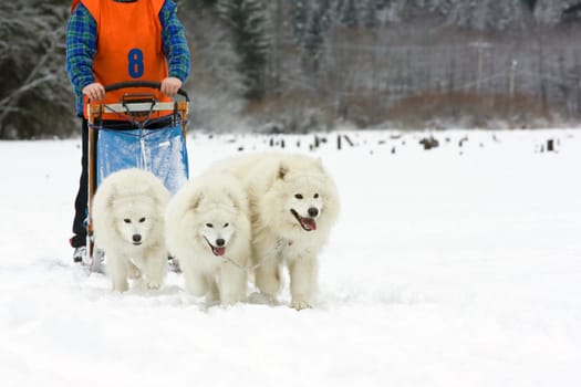 Two Samoyed dogs - dog sledge