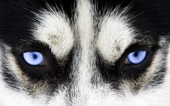 Close up on blue eyes of a siberian husky dog