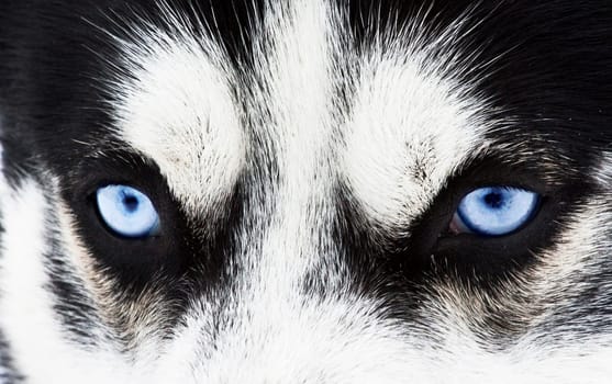 Close up on blue eyes of a siberian husky dog