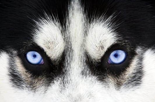 Close up on blue eyes of a siberian husky dog