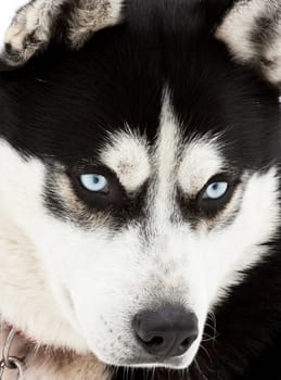 Portrait of a beautiful blue eyed siberian Husky dog