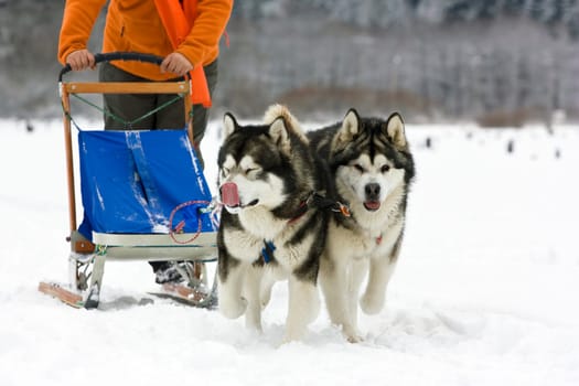 Sled dog race alaskan malamute