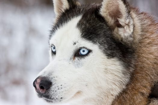 Portrait of a beautiful blue eyed siberian Husky dog