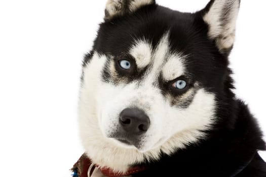 Portrait of a beautiful blue eyed siberian Husky dog