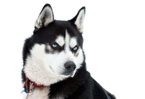 Portrait of a beautiful blue eyed siberian Husky dog