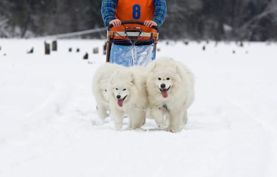 Two Samoyed dogs - dog sledge