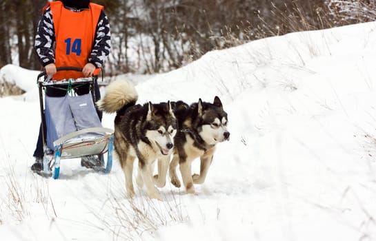 Sled dog race alaskan malamute