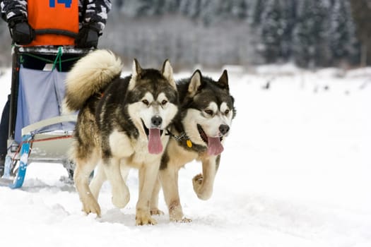 Sled dog race alaskan malamute
