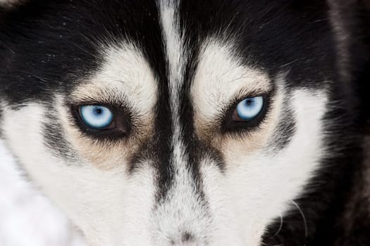 Portrait of a beautiful blue eyed siberian Husky dog