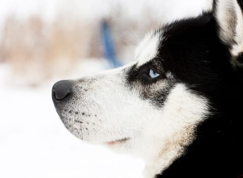 Portrait of a beautiful blue eyed siberian Husky dog