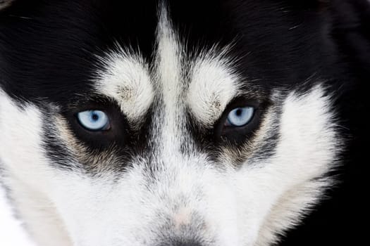 Close up on blue eyes of a siberian husky dog