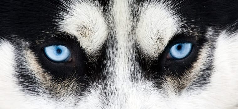 Close up on blue eyes of a siberian husky dog