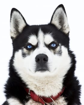 Portrait of a beautiful blue eyed siberian Husky dog