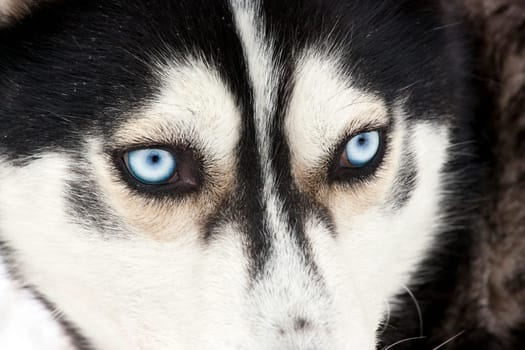 Portrait of a beautiful blue eyed siberian Husky dog