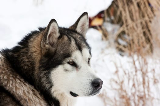 Portrait of Alaskan Malamute dog