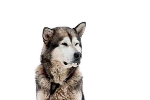 Portrait of Alaskan Malamute dog